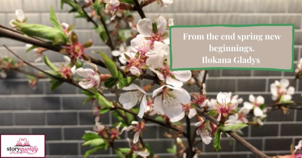 cherry-blossom-quotes