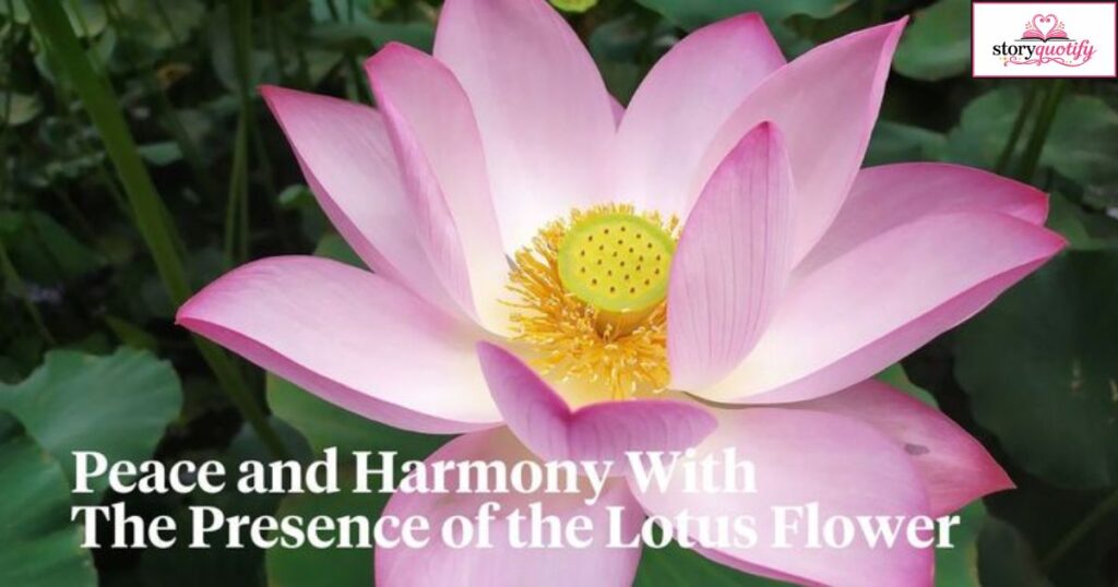 lotus-flower-quotes