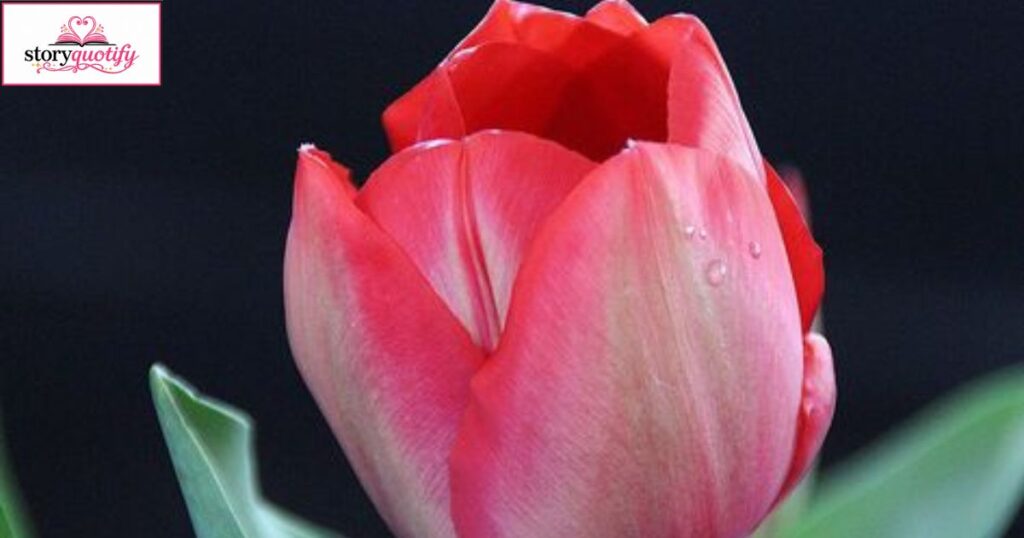 romantic-tulip-captions
