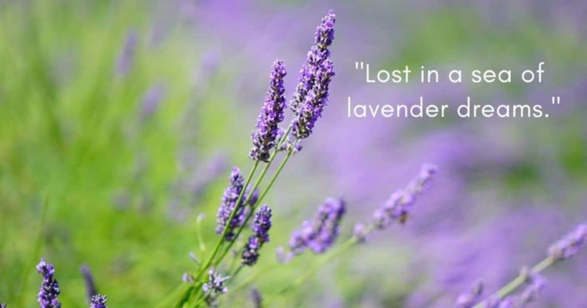 lavender-quotes